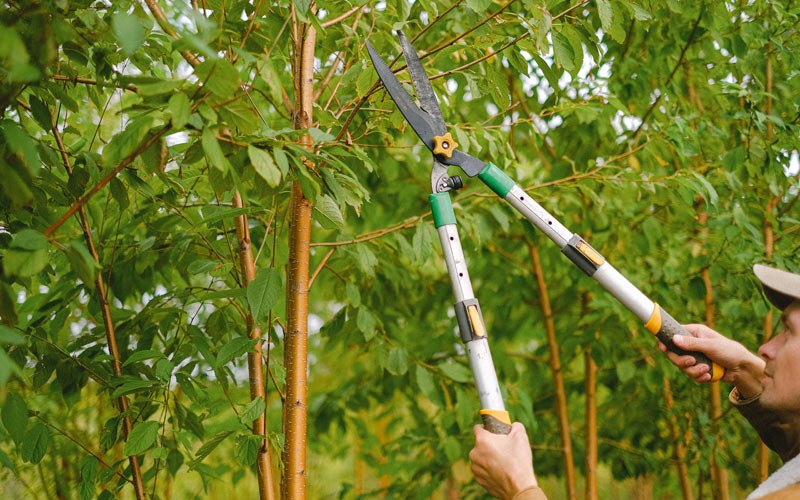 Tree trimming in Fields Landing, CA